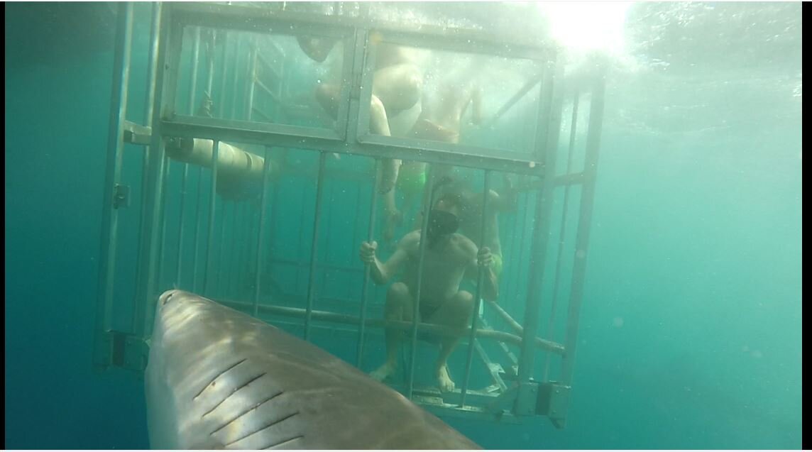 Shark Cage Dive Oahu, Hawaii (Mike’s in the cage facing the camera and the shark!!)